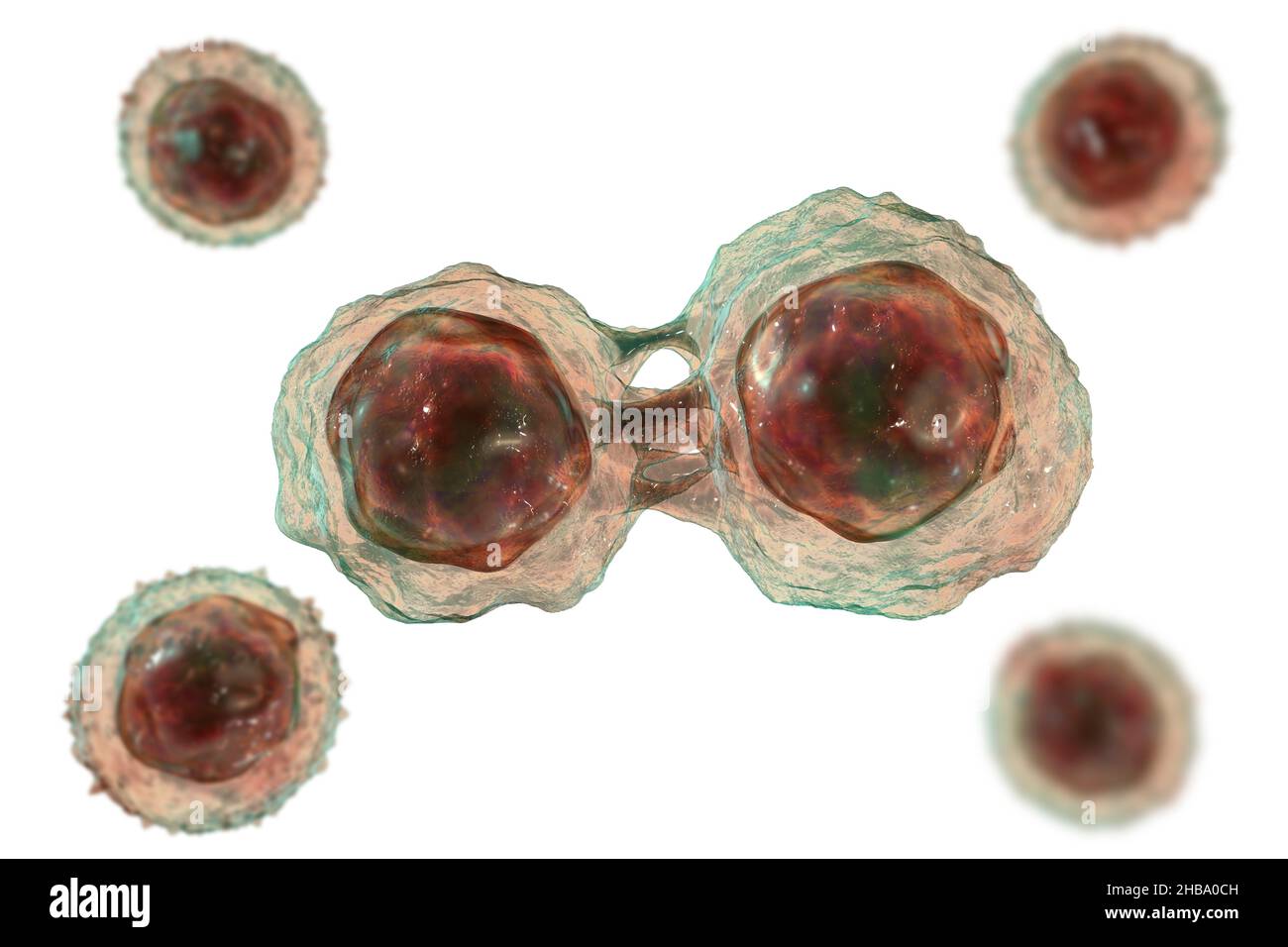 Dividing stem cells, illustration Stock Photo Biology Diagrams