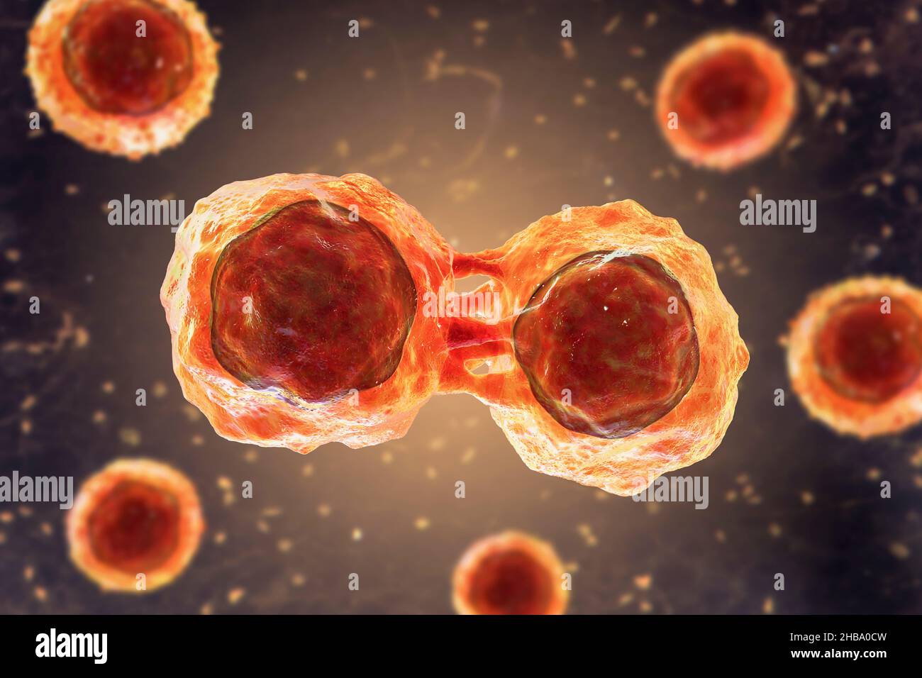 Dividing stem cells, illustration. Stock Photo