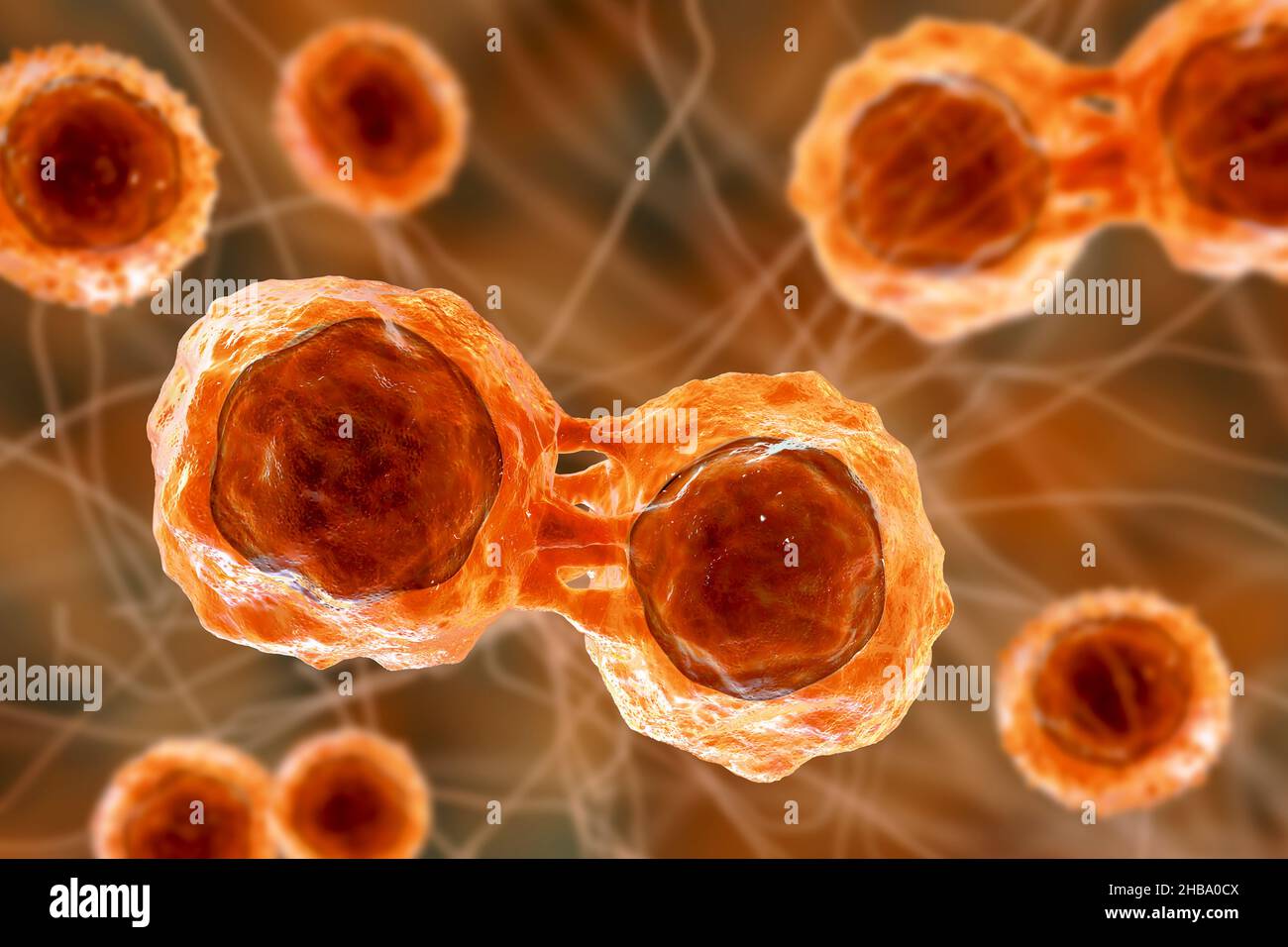 Dividing stem cells, illustration Stock Photo Biology Diagrams