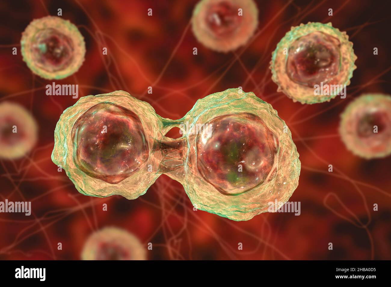 Dividing stem cells illustration Stock Photo Biology Diagrams