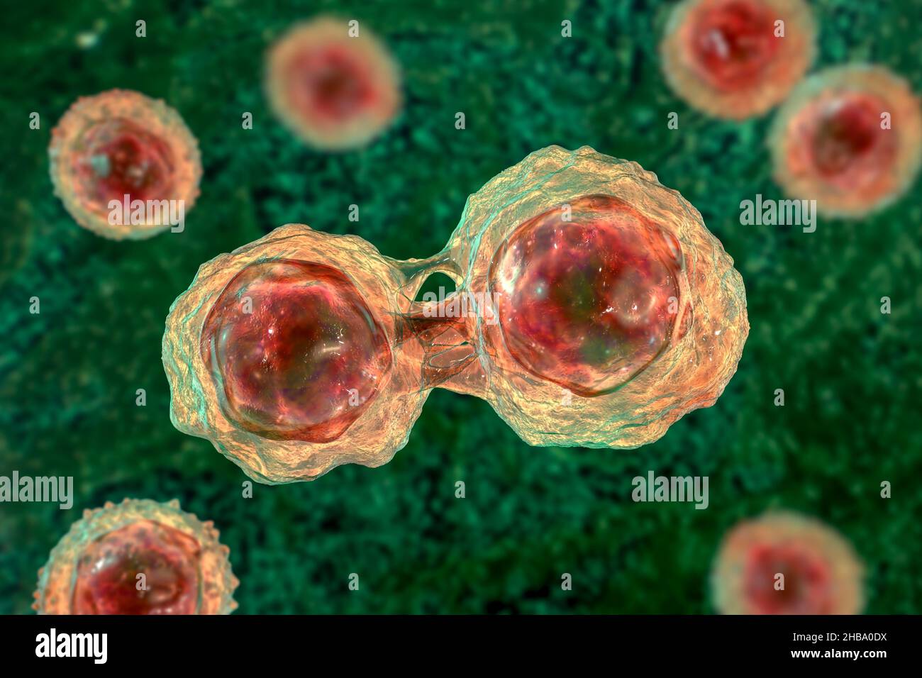 Dividing stem cells, illustration Stock Photo Biology Diagrams