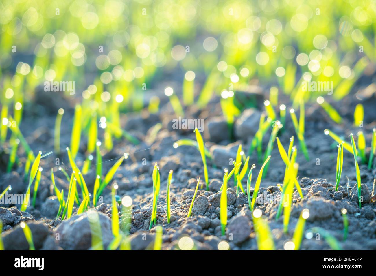 Grain sprout hi-res stock photography and images - Alamy