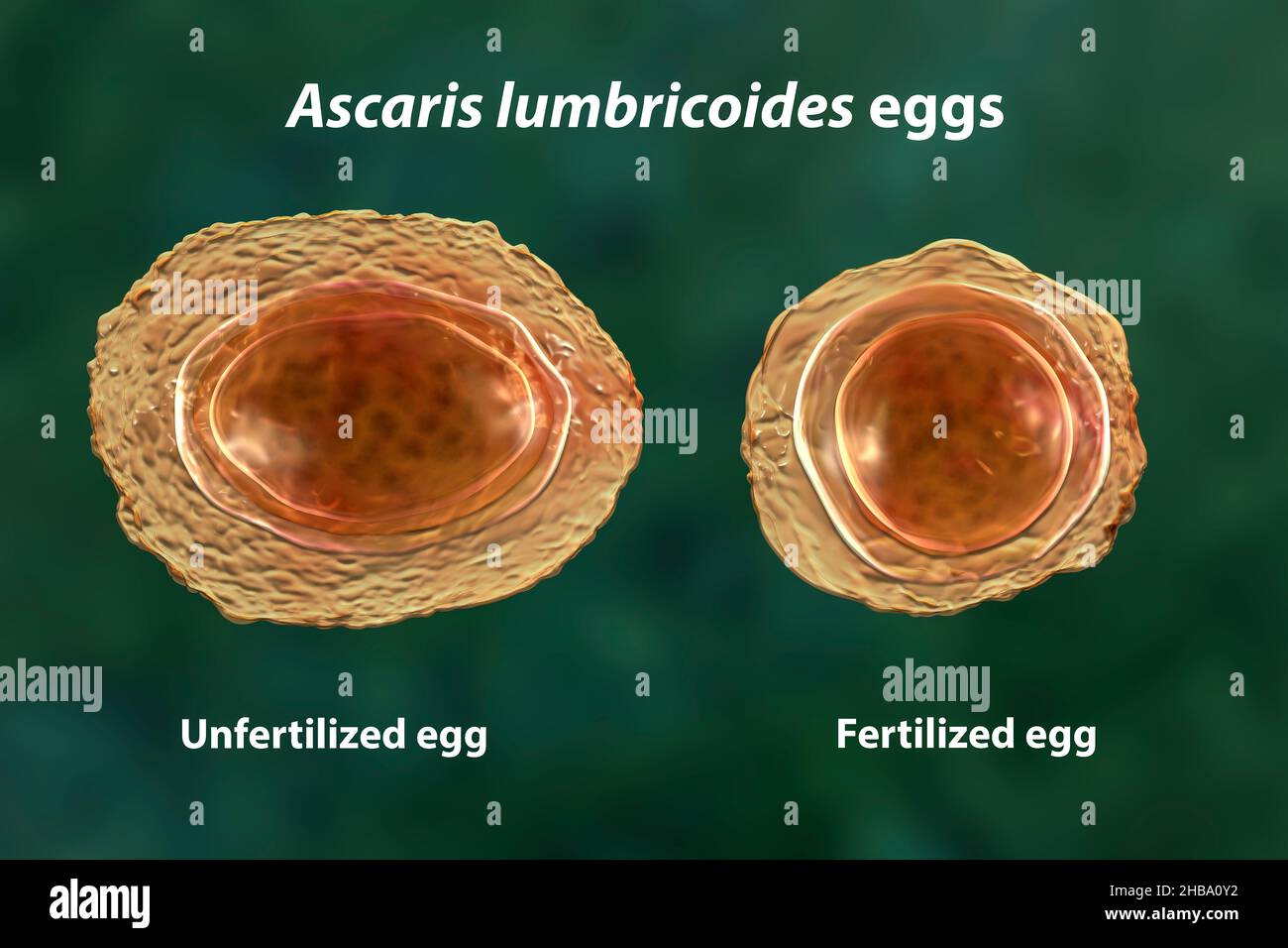 Ascaris Lumbricoides Decorticated Egg Ascaris Lumbricoides Decorticated Egg