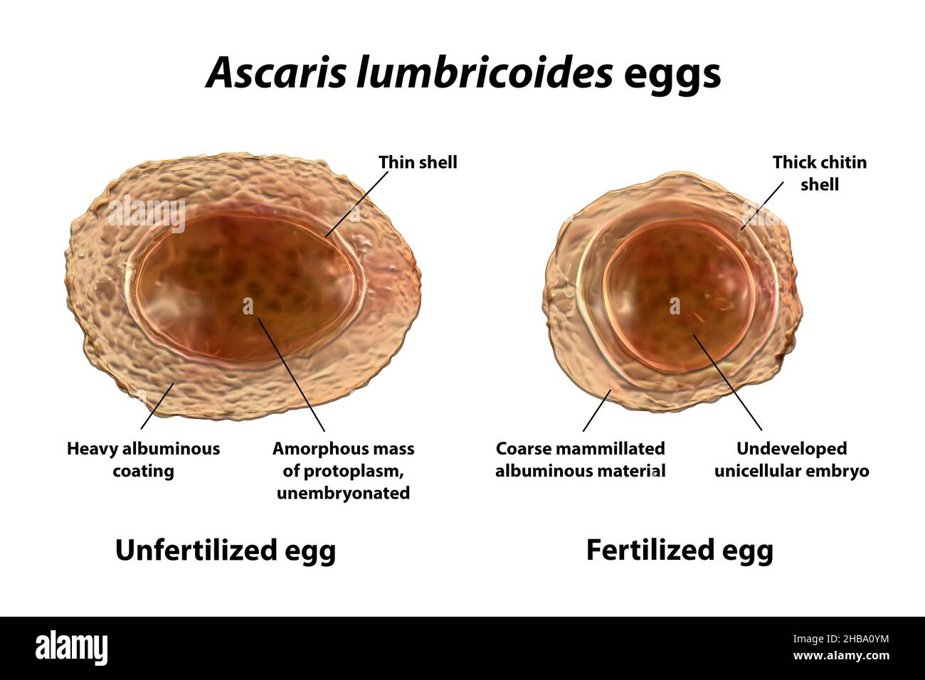 Ascaris Lumbricoides Unfertilized Egg ascaris-lumbricoides-unfertilized-egg