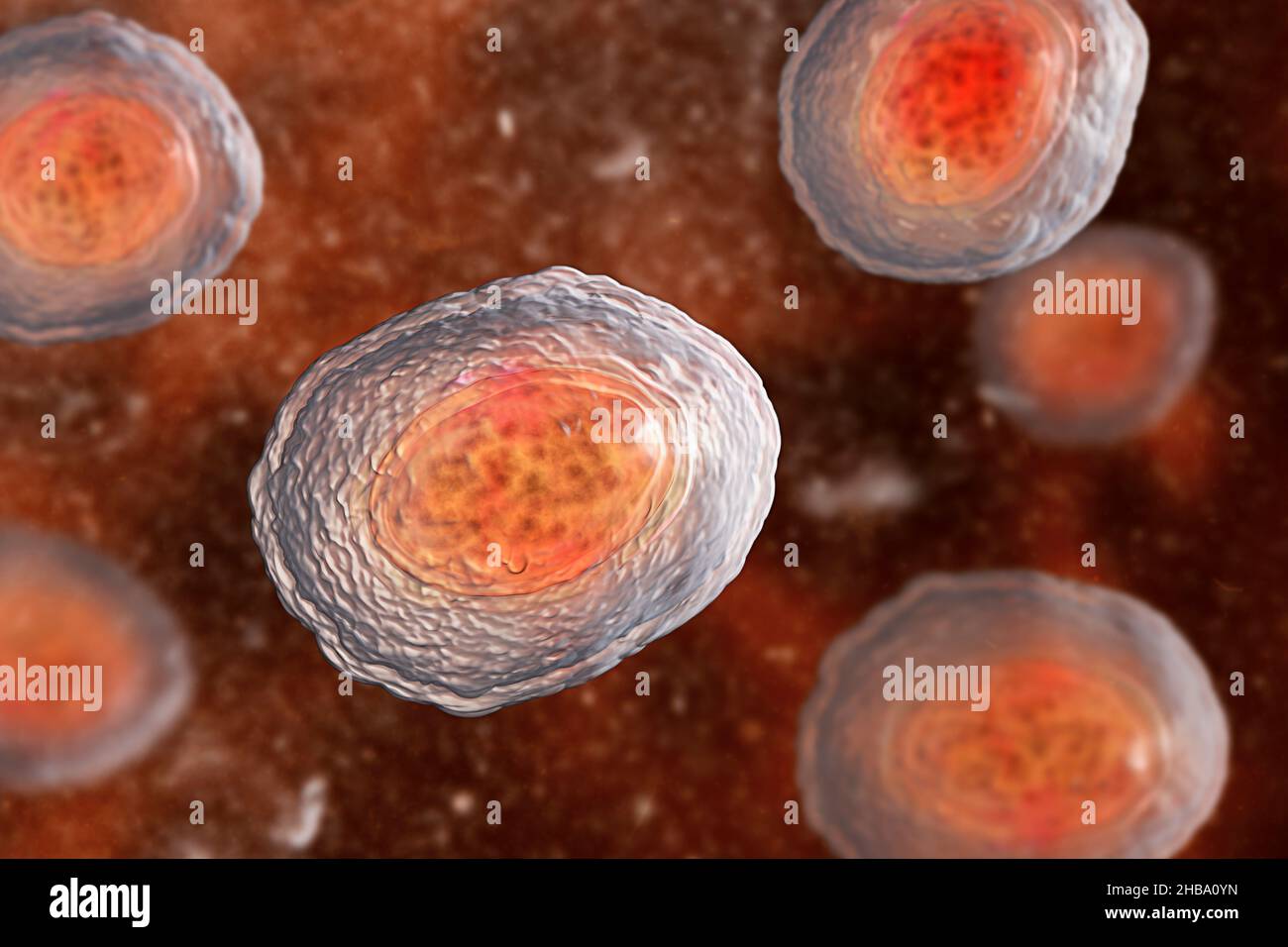 Human unfertilized eggs hires stock photography and images Alamy