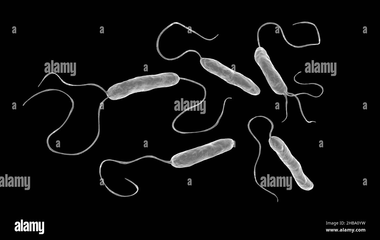 Stenotrophomonas maltophilia bacteria, computer illustration. This aerobic Gram-negative bacterium, previously known as Pseudomonas maltophilia, can cause infections in humans and is resistant to many antibiotics. It thrives in wet and moist conditions, and mainly affects patients whose immune systems have been compromised by infection or weakness. A study published in 2008 identified this bacterium as having the capacity to rapidly develop into strains with increased drug resistance. Stock Photo