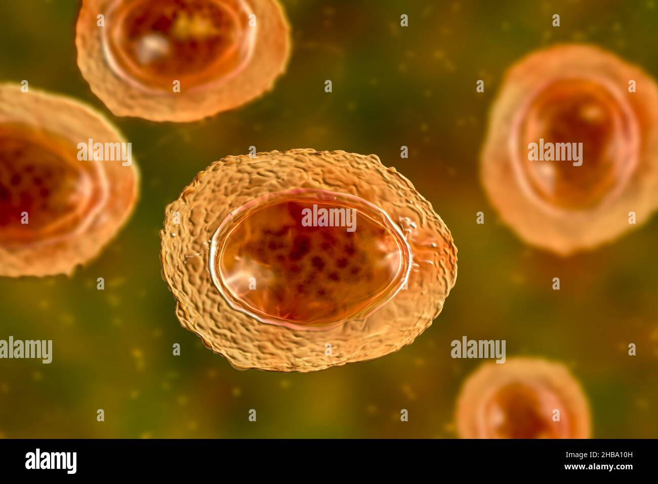 Human unfertilized eggs hires stock photography and images Alamy