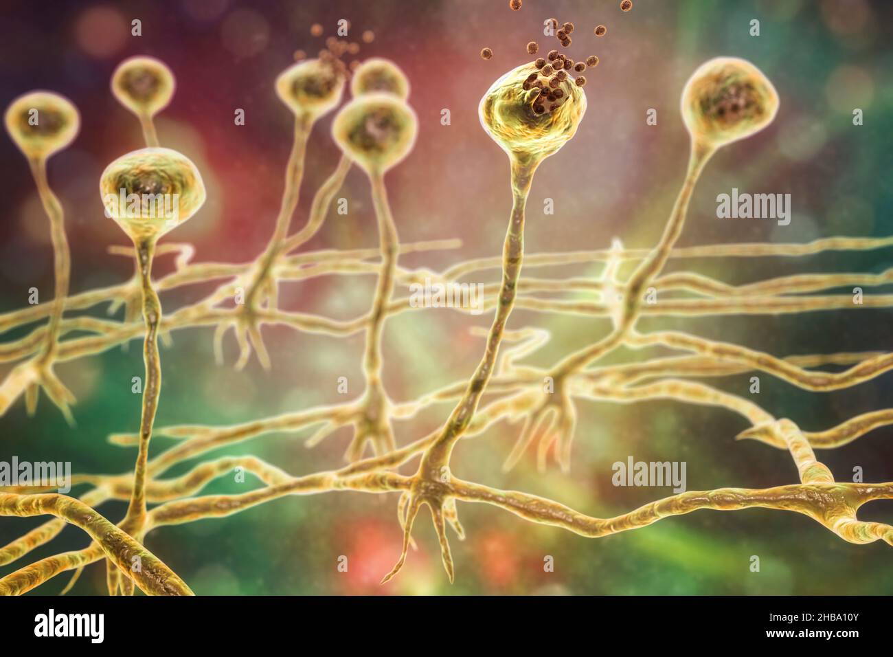 Rhizopus fungus, illustration. Some Rhizopus species are opportunistic agents of humans causing Mucormycosis, a serious fungal infection, usually in p Stock Photo