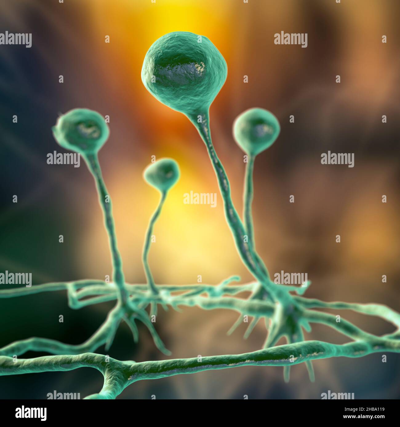 Rhizopus fungus, illustration. Some Rhizopus species are opportunistic agents of humans causing Mucormycosis, a serious fungal infection, usually in p Stock Photo