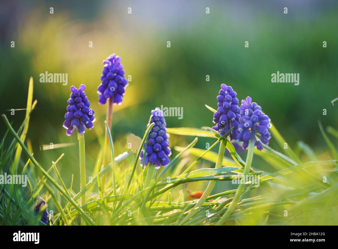 Hyacinths (Hyacinthus sp.) in a flowerbed. Stock Photo