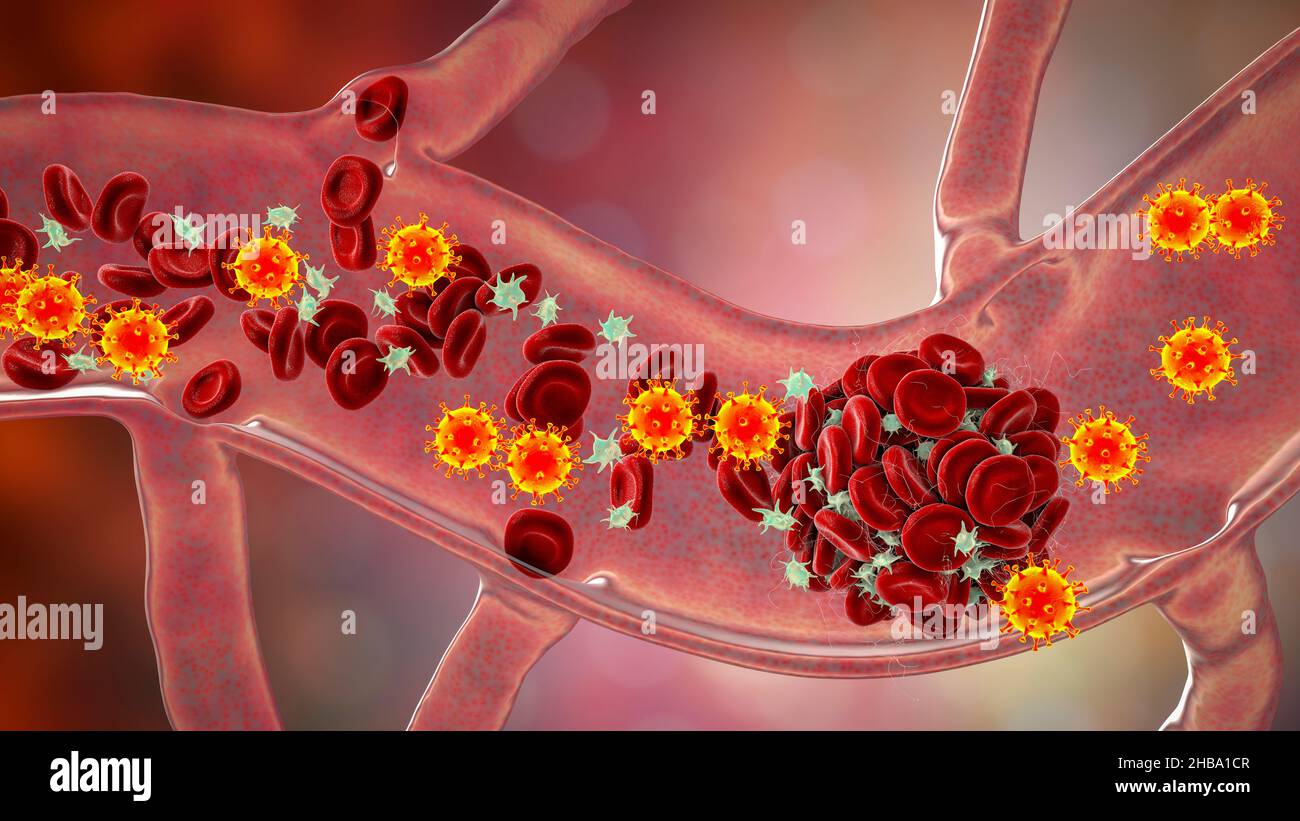 Imagestream Platelets COVID-19 virus particles and activated platelets in blood stream ...