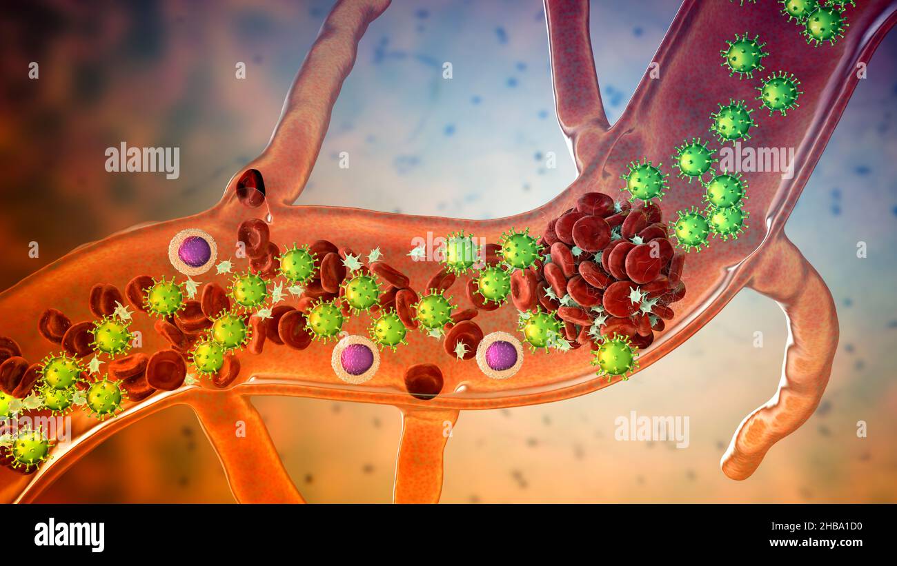 Imagestream Platelets COVID-19 virus particles and activated platelets in blood stream ...