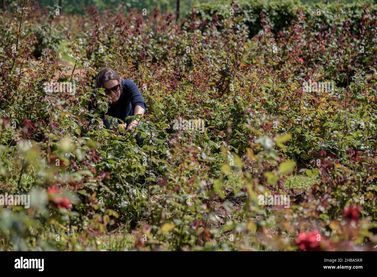 Picking your own roses at Cape Town's Chart Farm in the South African