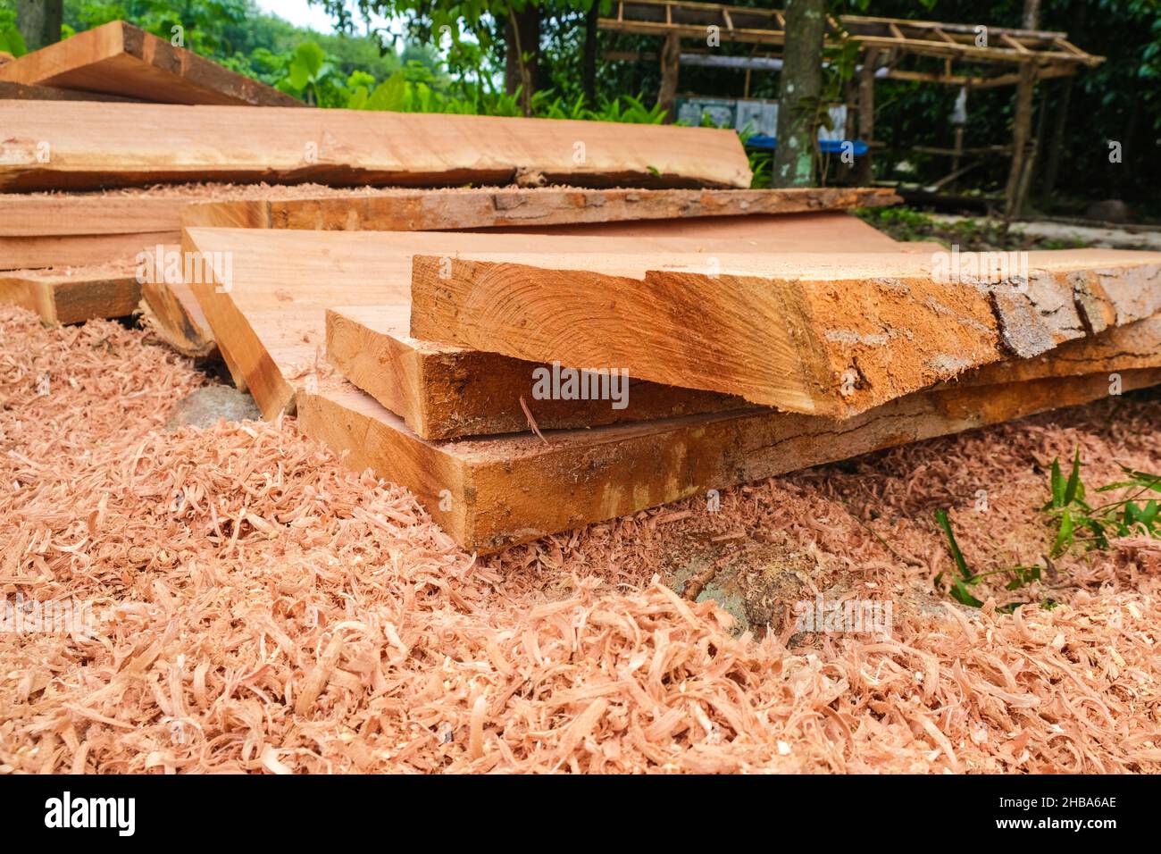 Neem tree Azadirachta excelsa (jack) jacob lumber wood industry, wood