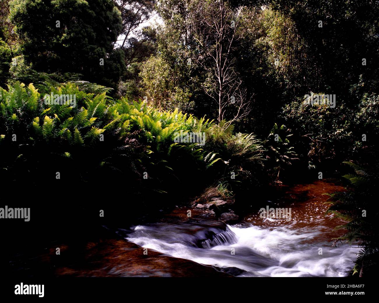 Flowing Water in Rainforest, Tasmania Stock Photo