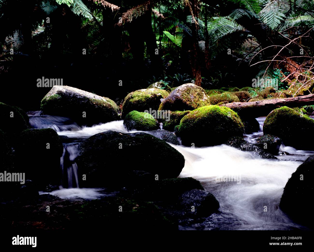 Flowing Water in Rainforest, Tasmania Stock Photo