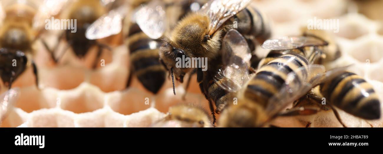 Worker bees as backbone of hive closeup Stock Photo Alamy
