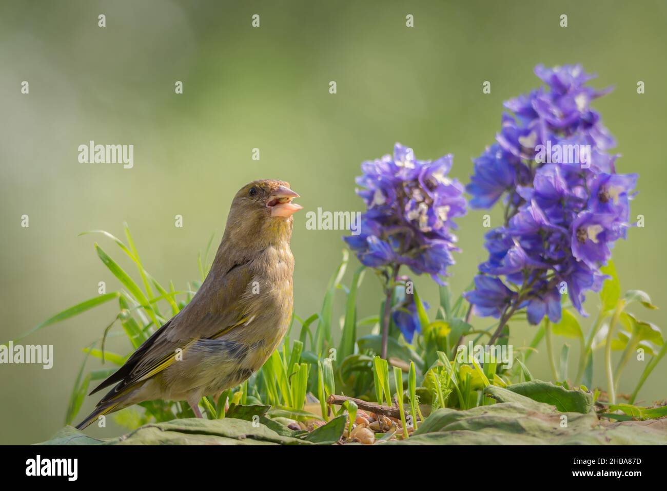 greenfinch is standing in front of flowers Stock Photo