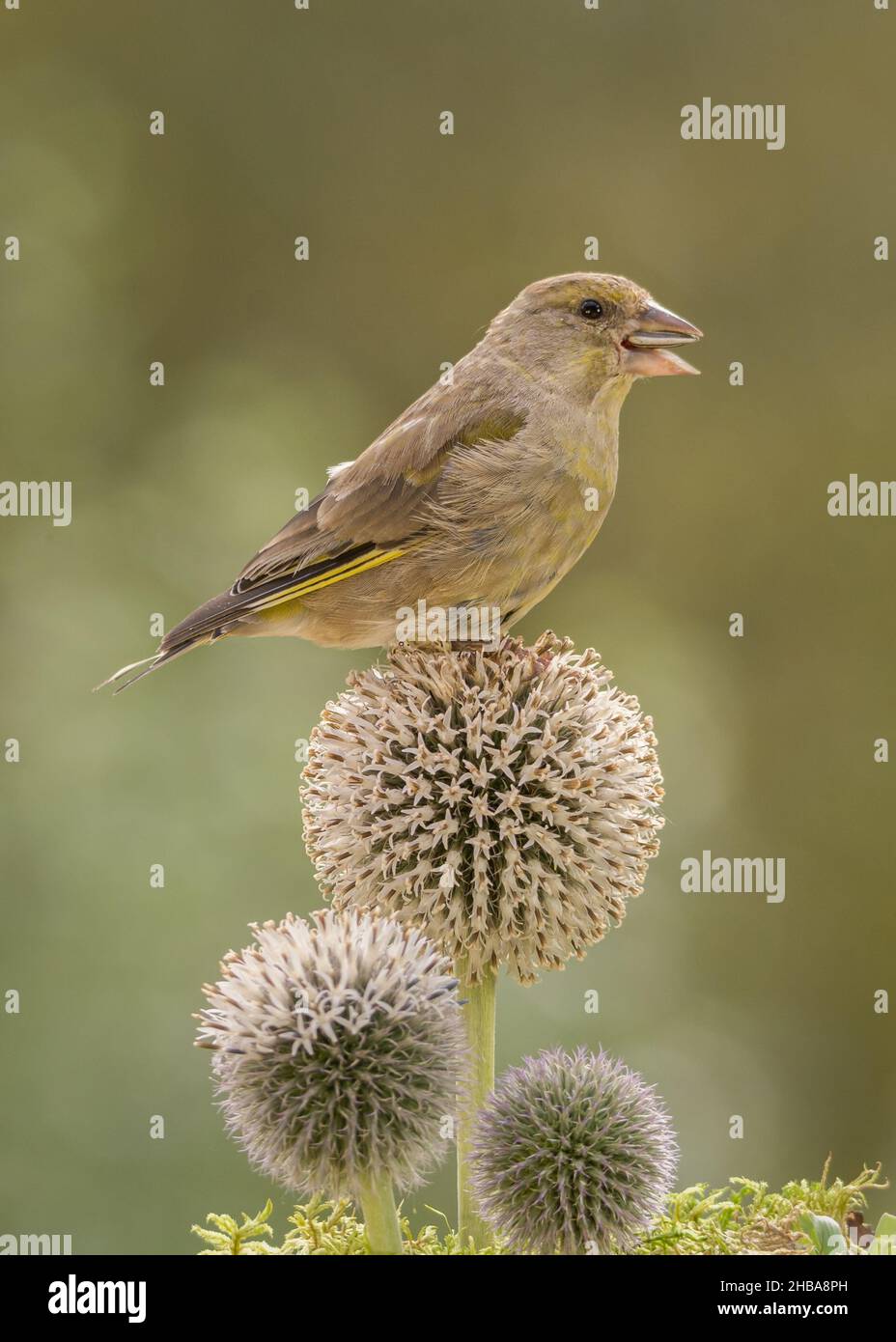 greenfinch is standing on a flower with a seed in mouth Stock Photo
