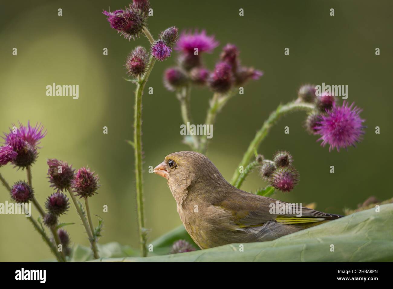 greenfinch is standing in front of flowers Stock Photo