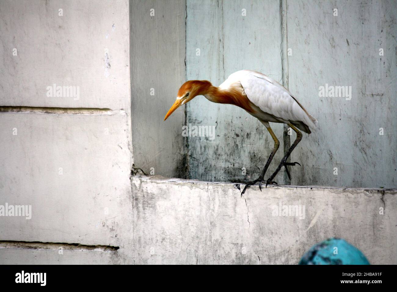 Cattle egret (Bubulcus ibis) looking for food in every nook and corner : pix SShukla Stock Photo