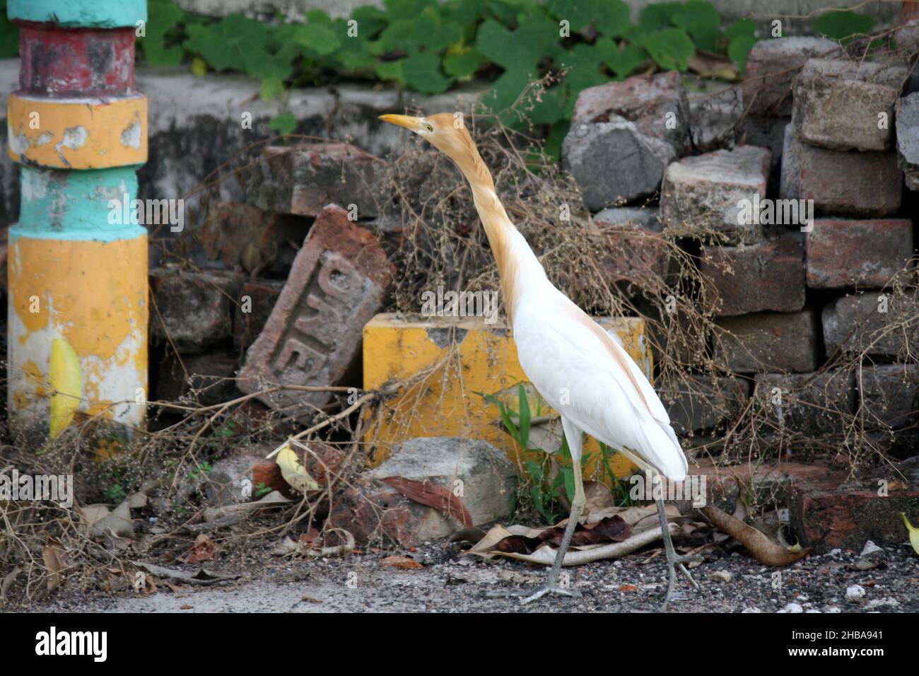 Cattle egret (Bubulcus ibis) looking for food in every nook and corner : pix SShukla Stock Photo