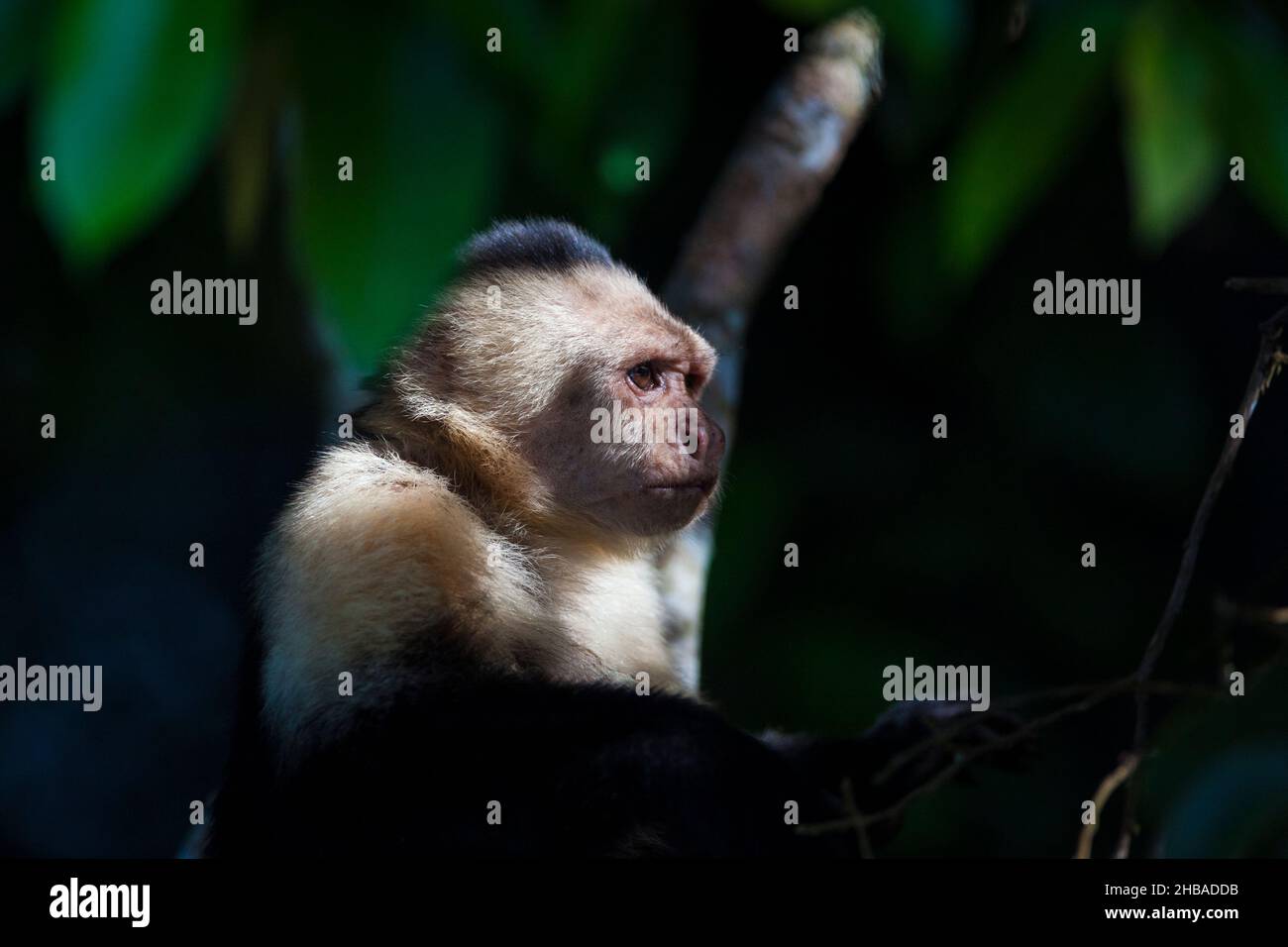 White-faced Capuchin, Cebus imitator, in the rainforest beside Rio Chagres, Soberania national park, Republic of Panama, Central America. Stock Photo