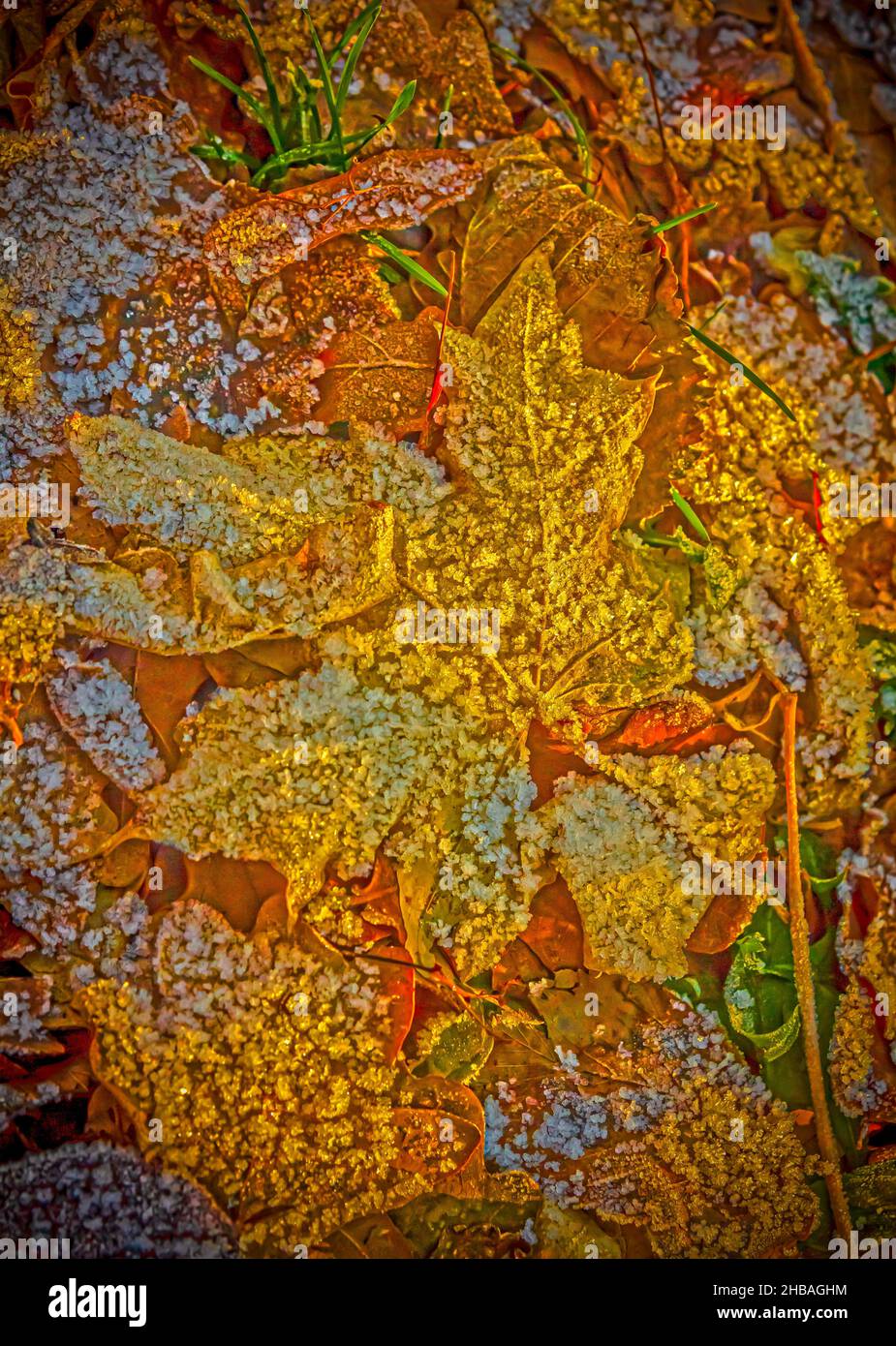 Stylized photo of a fallen yellow maple leaf covered with crystals of frost Stock Photo