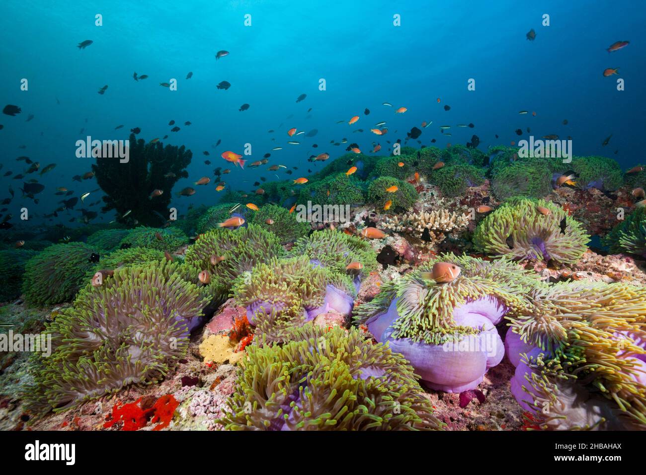 Maldives Anemonefishes, Amphiprion nigripes, North Ari Atoll, Indian Ocean, Maldives Stock Photo