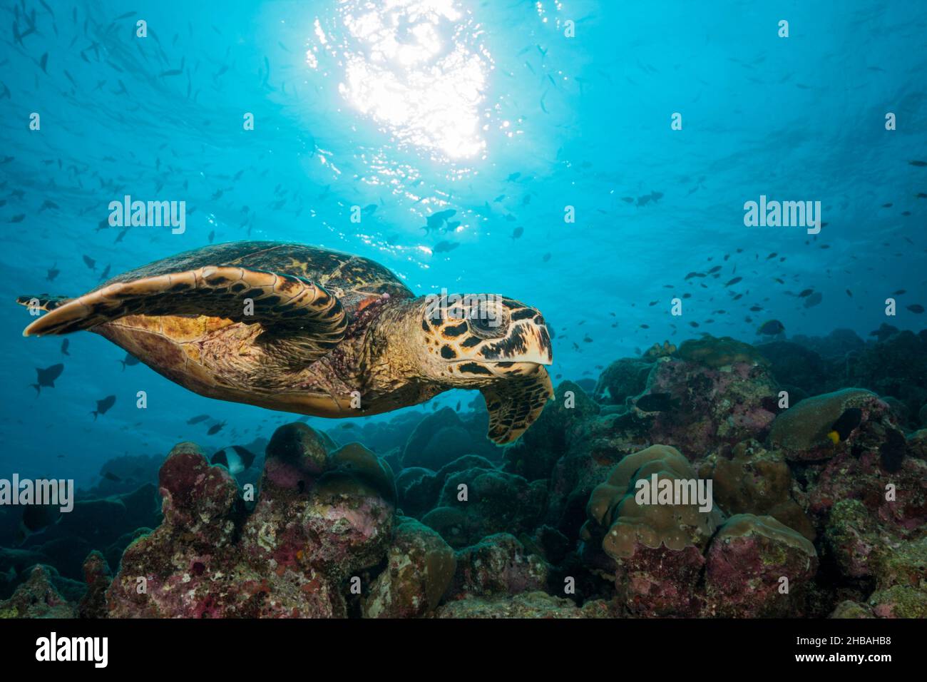 Hawksbill Sea Turtle, Eretmochelys imbricata, Felidhu Atoll, Indian Ocean, Maldives Stock Photo