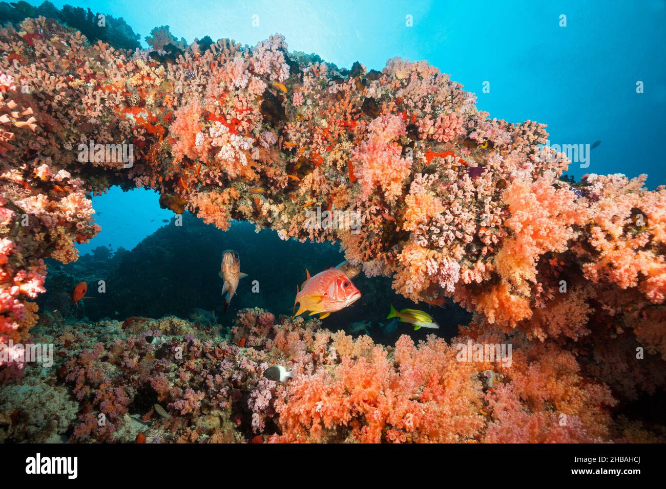 Colored Coral Reef, North Male Atoll, Indian Ocean, Maldives Stock Photo