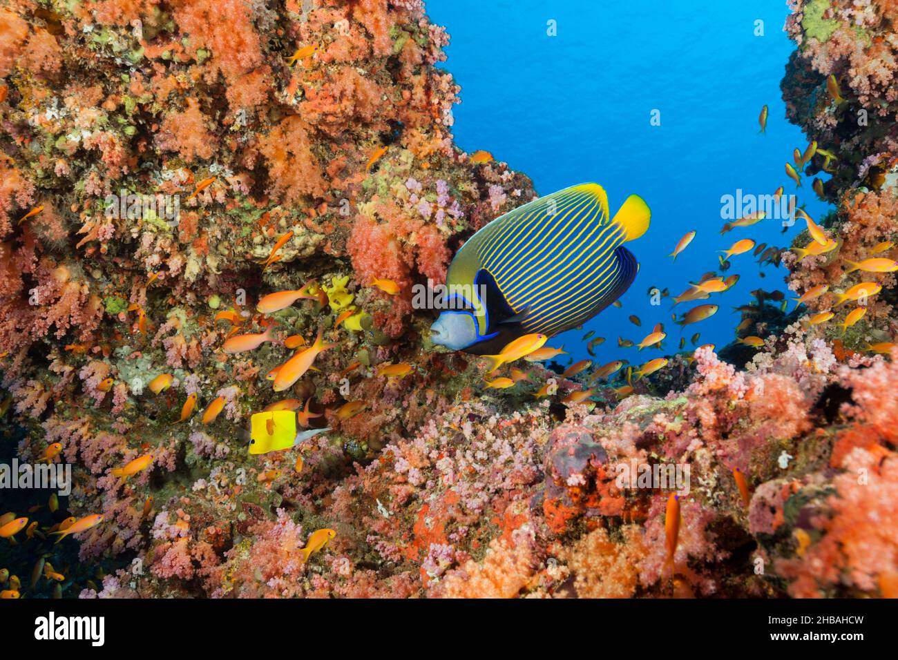 Emperor Angelfish, Pomacanthus imperator, South Male Atoll, Indian Ocean, Maldives Stock Photo
