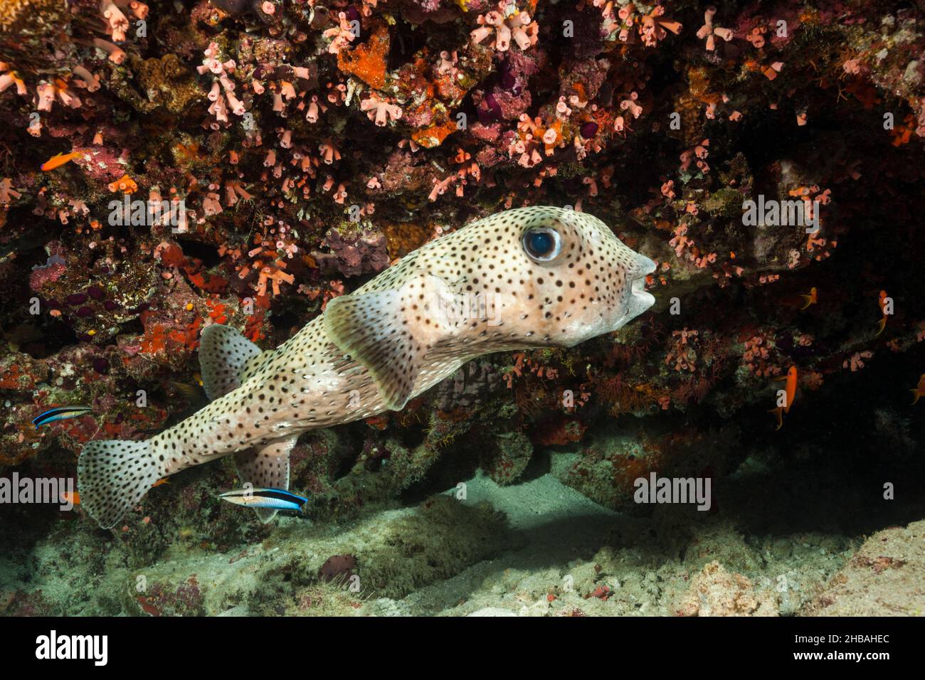 Porcupinefish cleaned by cleander fish, Diodon hystrix, North Male Atoll, Indian Ocean, Maldives Stock Photo