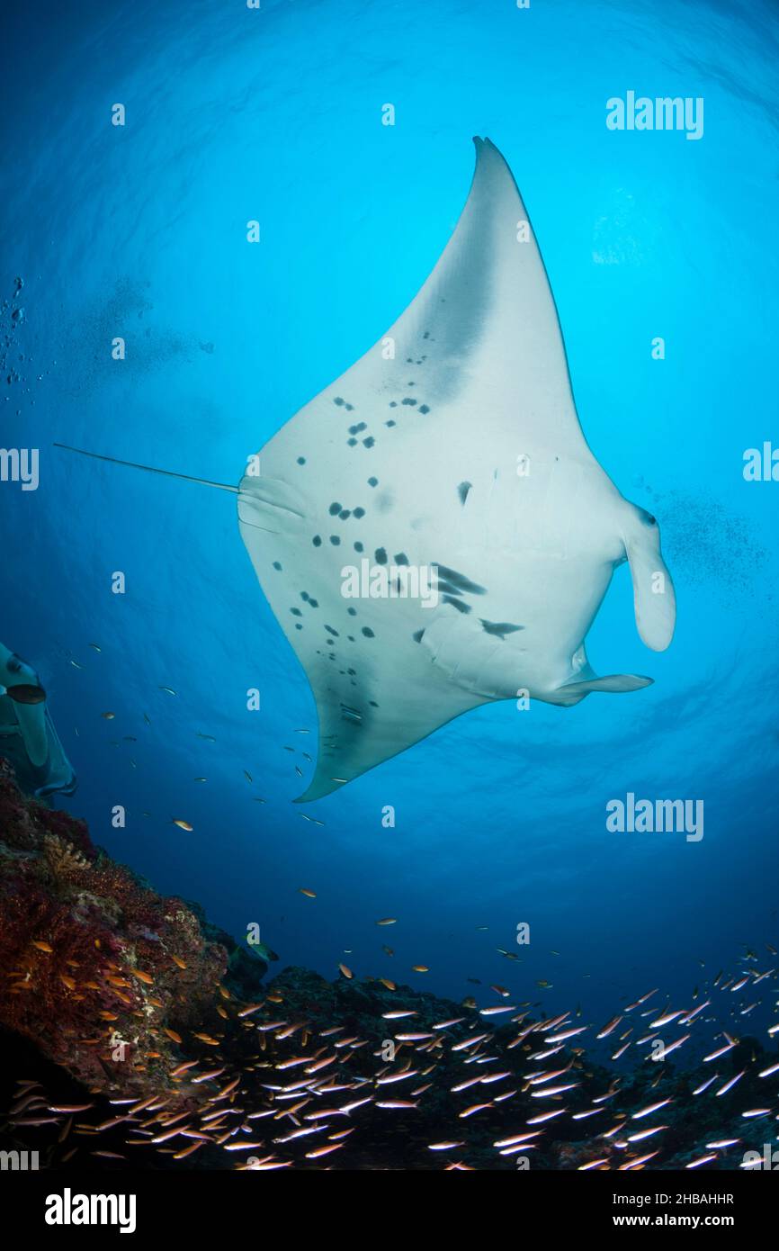 Reef Manta Ray, Manta alfredi, North Ari Atoll, Indian Ocean, Maldives Stock Photo