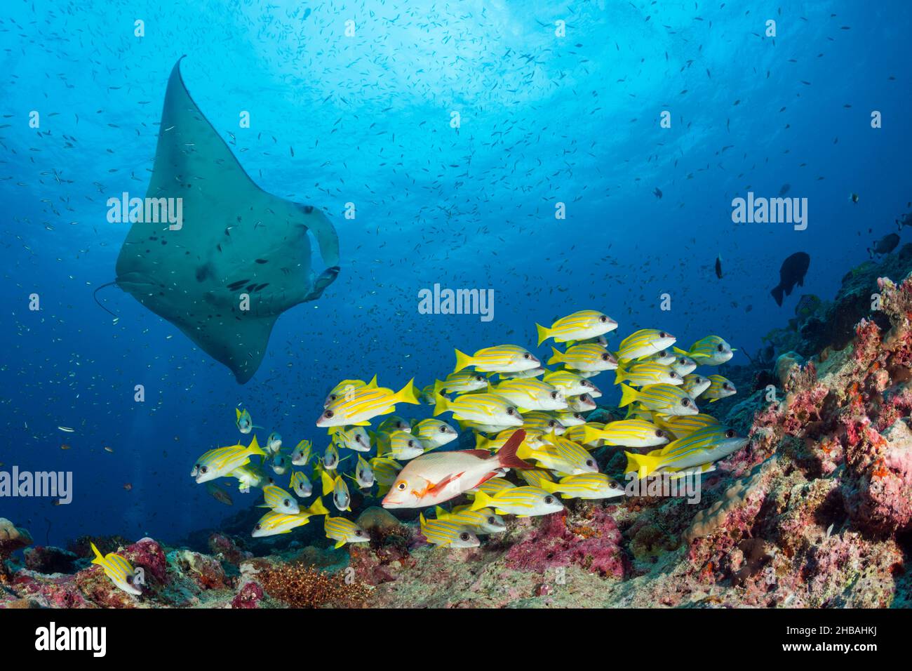 Reef Manta Ray, Manta alfredi, North Ari Atoll, Indian Ocean, Maldives Stock Photo