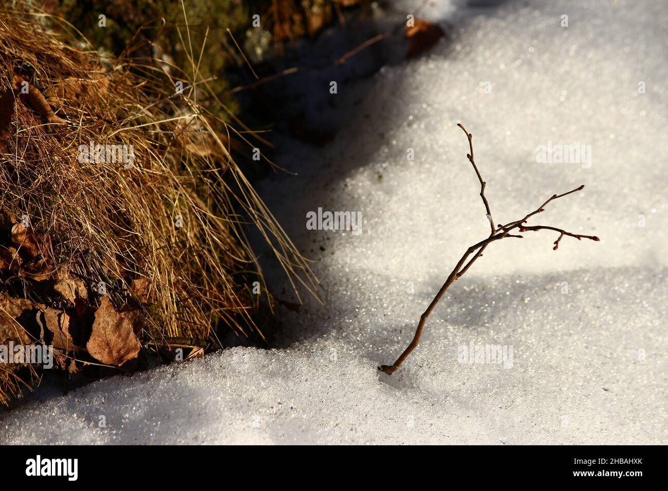 Spring thaw in a snowy forest, exposed land from snow Stock Photo