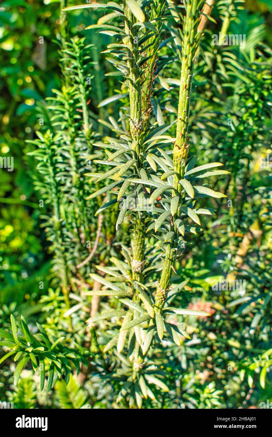 Close-up shot of a green coniferous shrub called Fastigiata in the garden Stock Photo