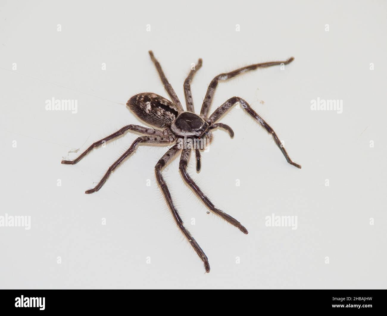 Australian Giant grey hunstsman spider (hokonia immanis) Banded Huntsman, standing on a white surface. From above. Queensland, Australia. Stock Photo