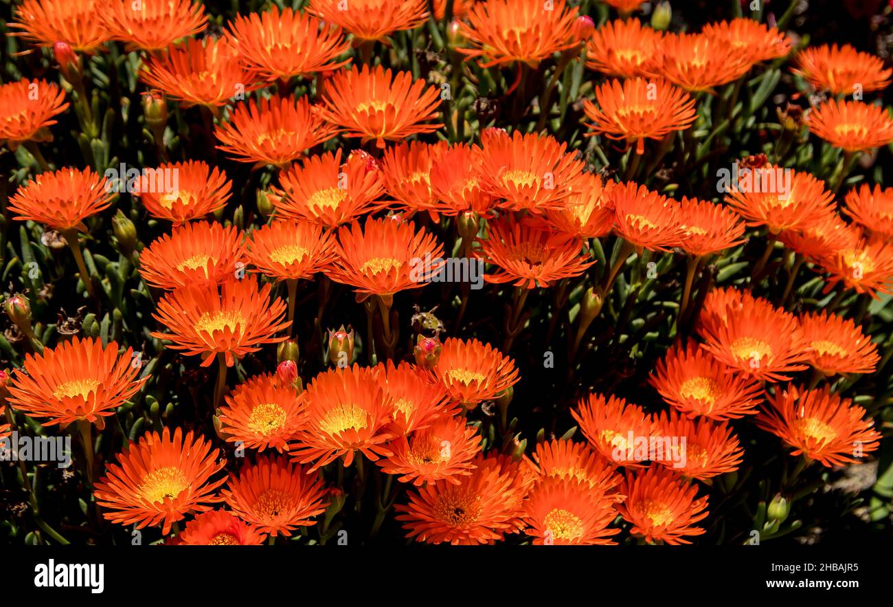 Many bright orange Pigface flowers (Mesembryanthemum) in full bloom in Queensland garden. Australian native succulent used for groundcover. Stock Photo