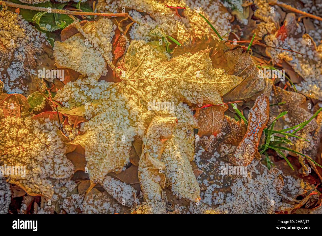 Fallen yellow maple leaf hi-res stock photography and images - Alamy