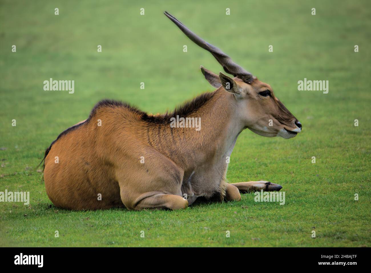 An eland relaxes in the late summer sunshine Stock Photo