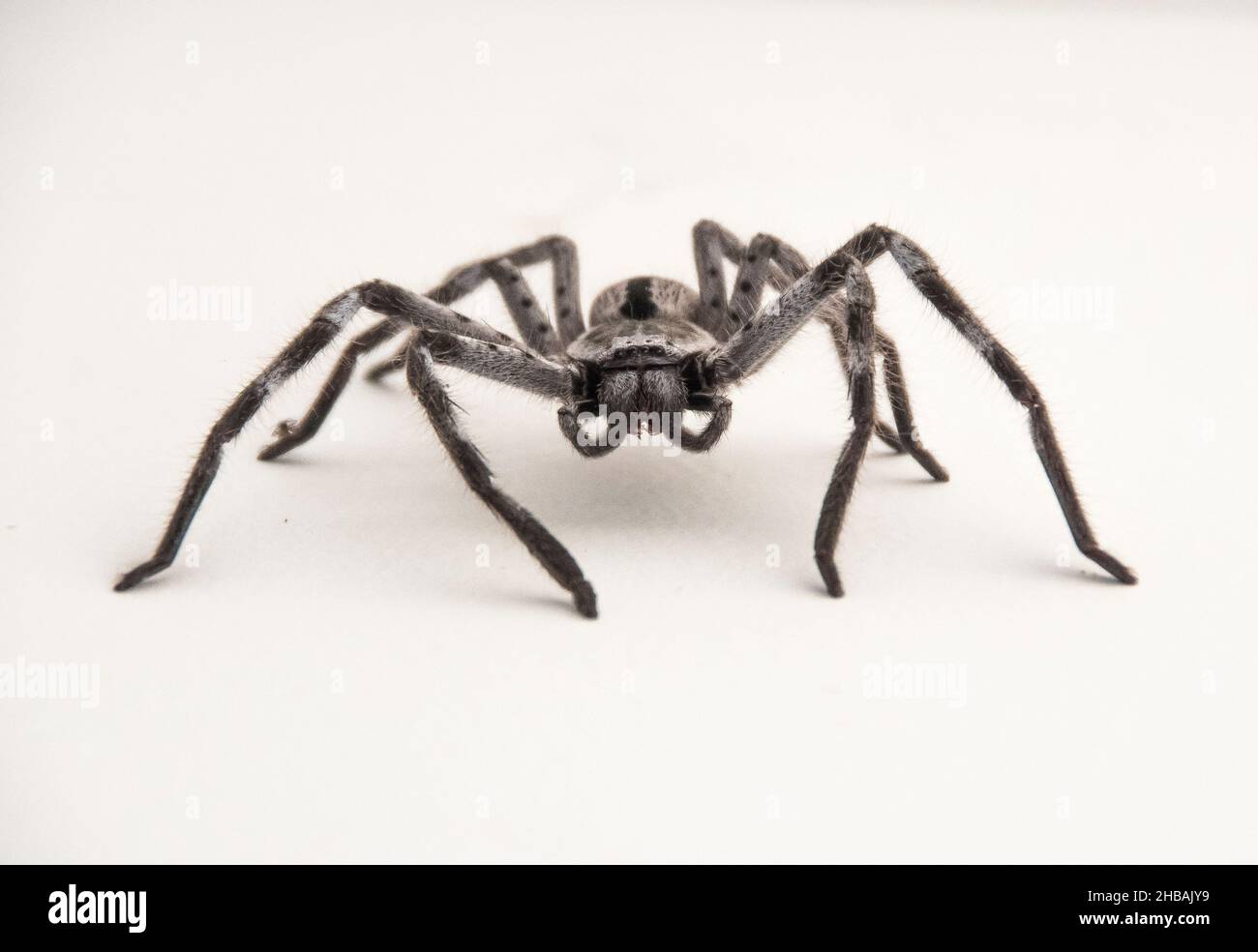 Australian Giant grey hunstsman spider (hokonia immanis) Banded Huntsman, standing on a white surface. Head-on view, has 8 eyes Queensland, Australia. Stock Photo