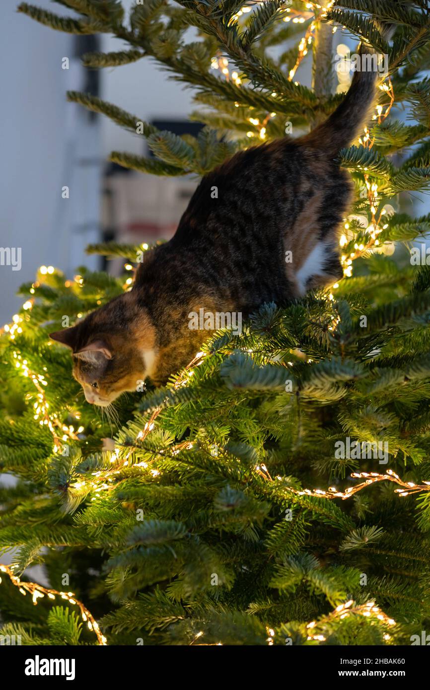 Cat sits inside the Christmas tree surrounded by LED garland, stuck or climbing on new year tree. Stock Photo