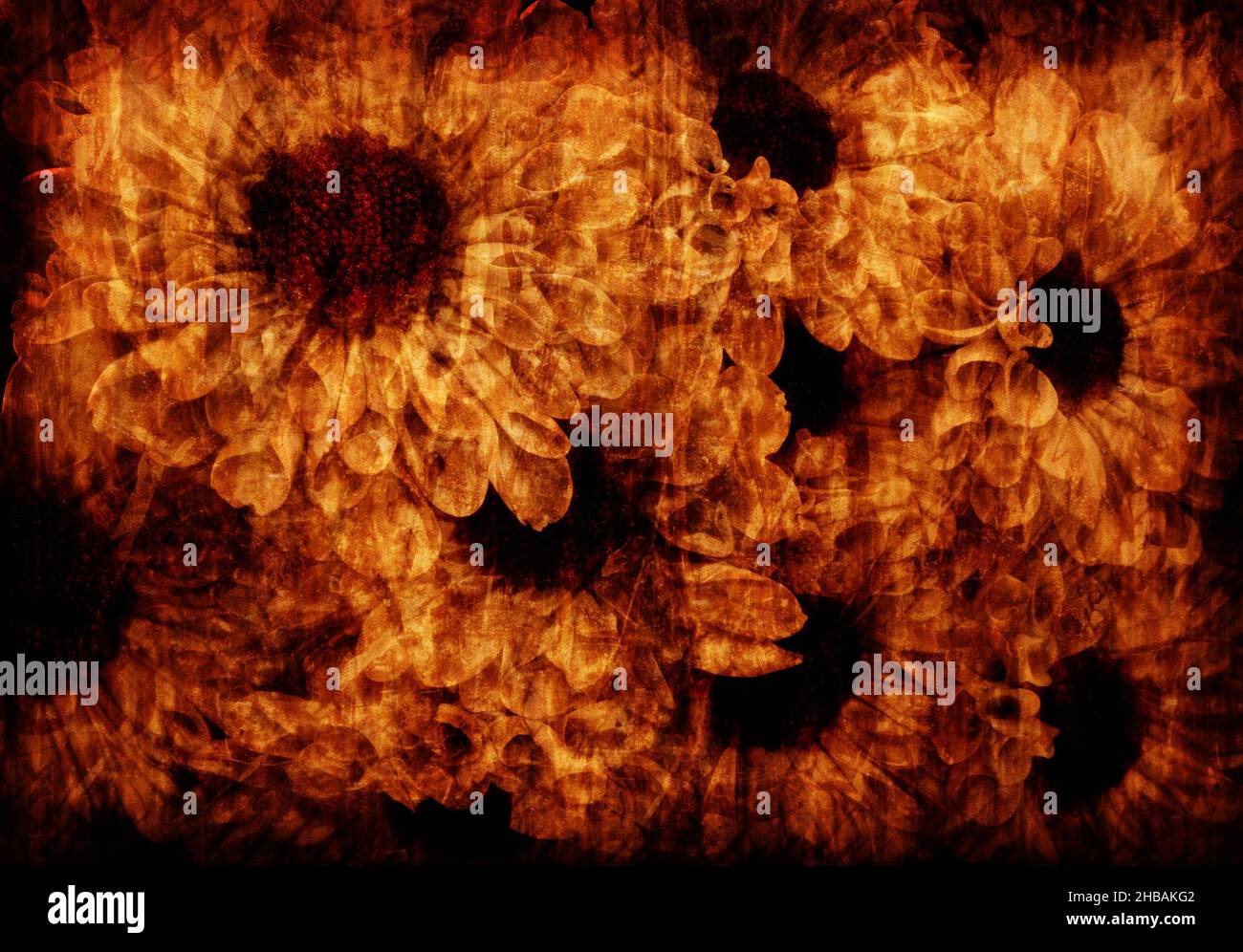 Old scratched paper flowers hi-res stock photography and images - Alamy