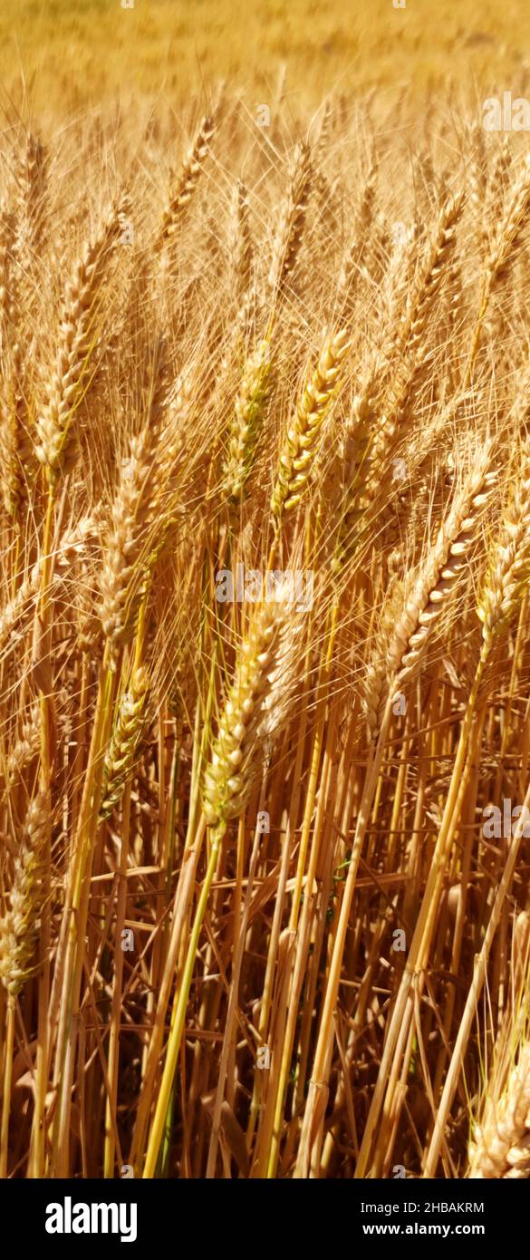 Cereal field ready to be harvested Stock Photo - Alamy