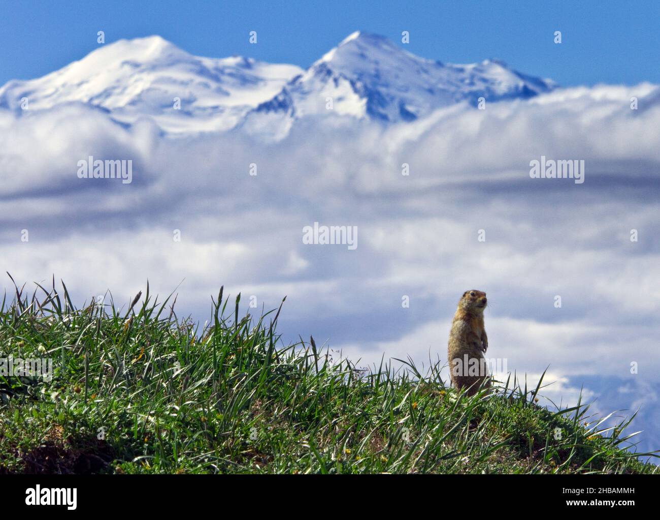 Denali in the winter hi-res stock photography and images - Alamy