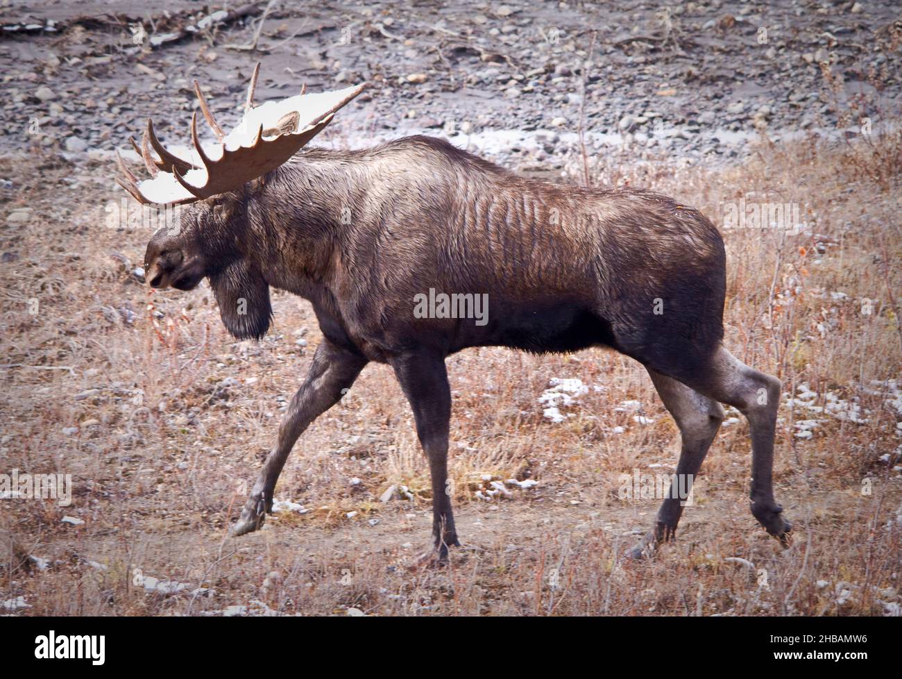 Bull Moose, Denali National Park & Preserve. Alaska, United States of America  A unique, optimised version of an image by NPS Ranger JW Frank; Credit: NPS/Jacob W. Frank Stock Photo