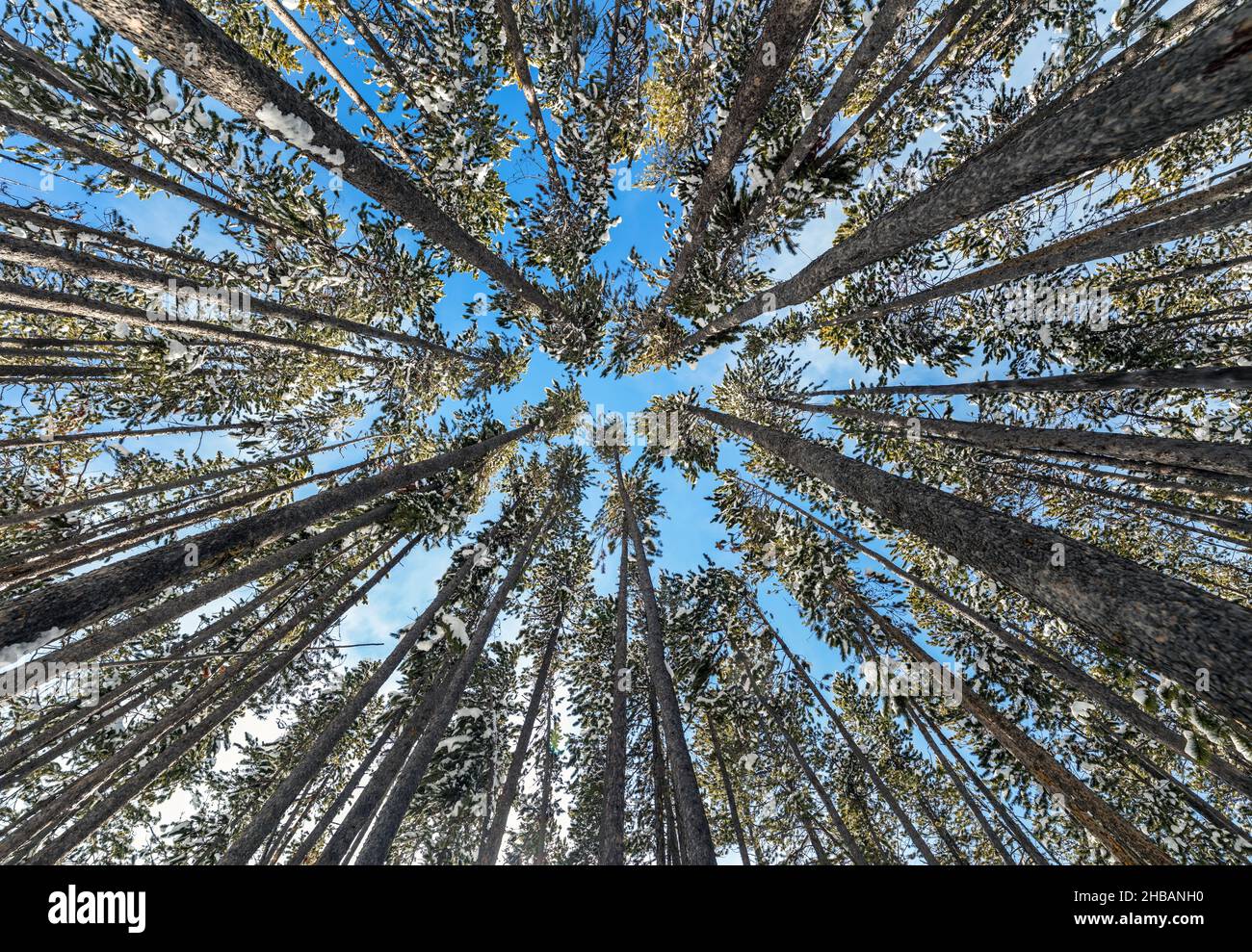 Looking vertically up through a lodgepole pine fores, Norris Junction. Yellowstone National Park, Wyoming, United States of America.  A unique, optimised version of an image by NPS Ranger JW Frank; Credit: NPS/Jacob W. Frank Stock Photo