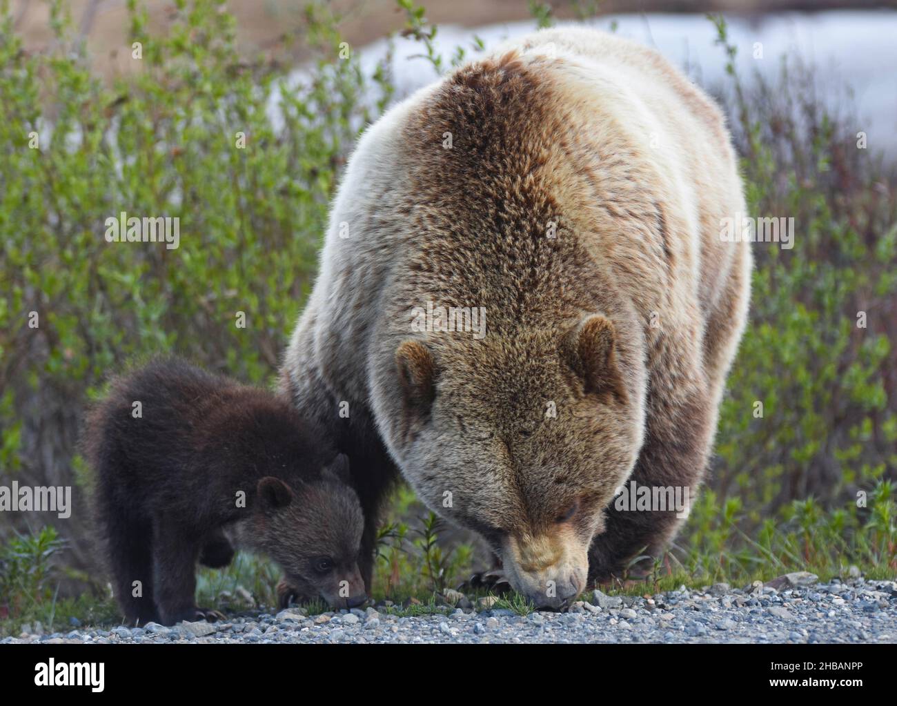 A grizzly and her young cub Ursus arctos horribilis Denali National Park & Preserve Alaska, United States of America  A unique, optimised version of an NPS image, Credit: NPS/M. Lewandowski Stock Photo