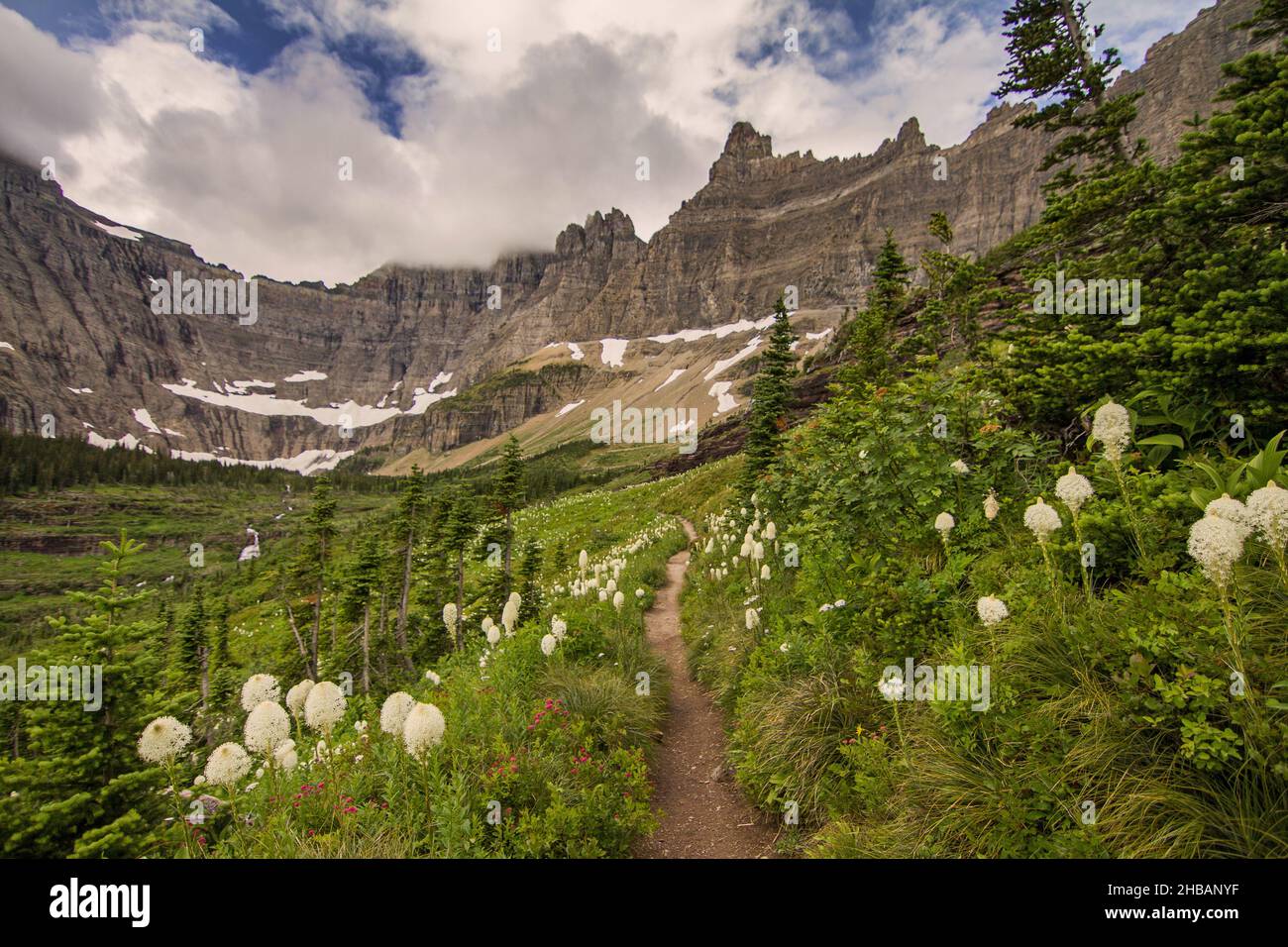 Iceberg Lake Trail lined with Bear grass, Glacier National Park, Montana, United States of America  A unique, optimised version of an NPS image, Credit: NPS/D. Restivo Stock Photo